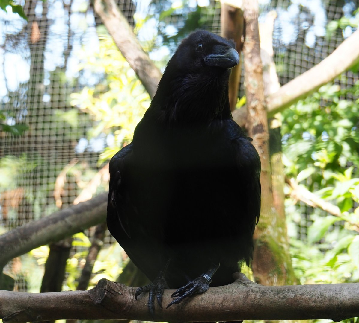 Common raven (Corvus corax corax), 2019-06-01