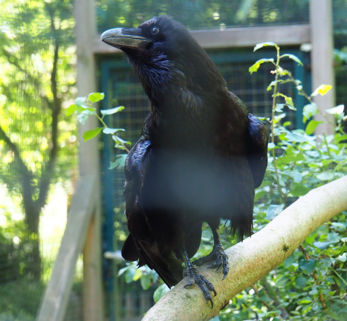 Common raven (Corvus corax corax), 2019-06-01