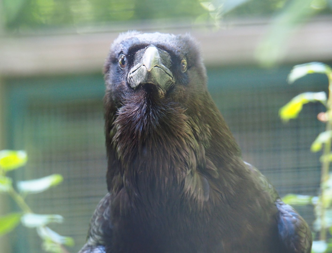 Common raven (Corvus corax corax), 2019-06-01