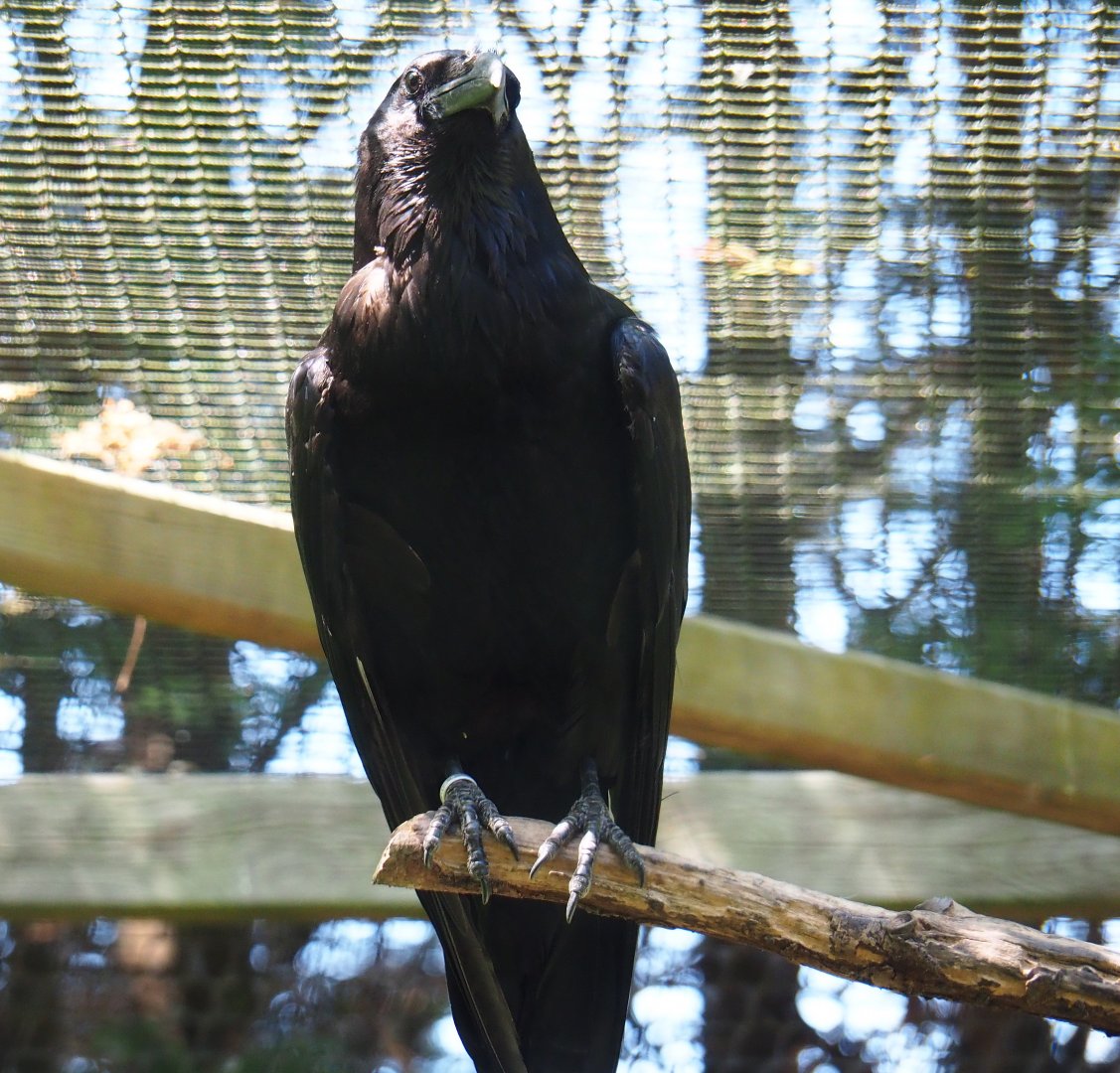 Common raven (Corvus corax corax), 2019-06-01