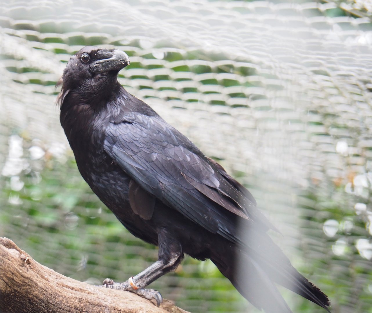 Common raven (Corvus corax corax), 2022-05-17