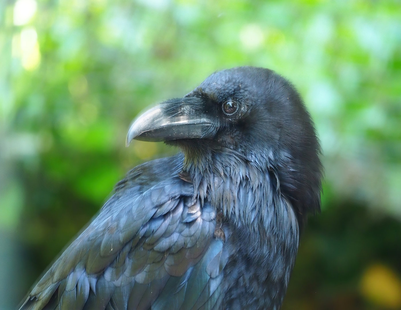Common raven (Corvus corax corax), 2023-05-31