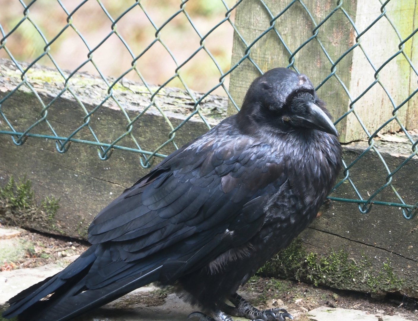 Common raven (Corvus corax corax), 2024-05-23
