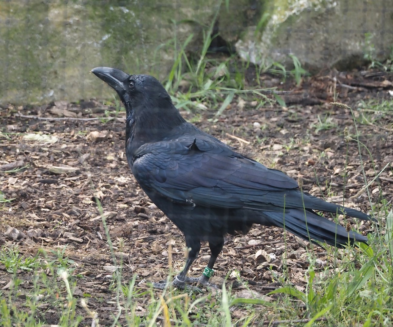 Common raven (Corvus corax corax), 2024-08-21