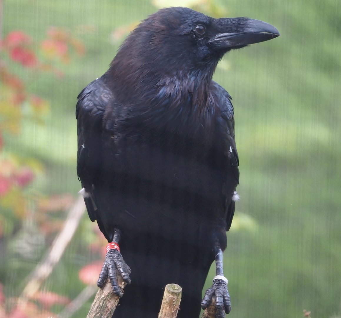 Common raven (Corvus corax corax), 2024-08-21