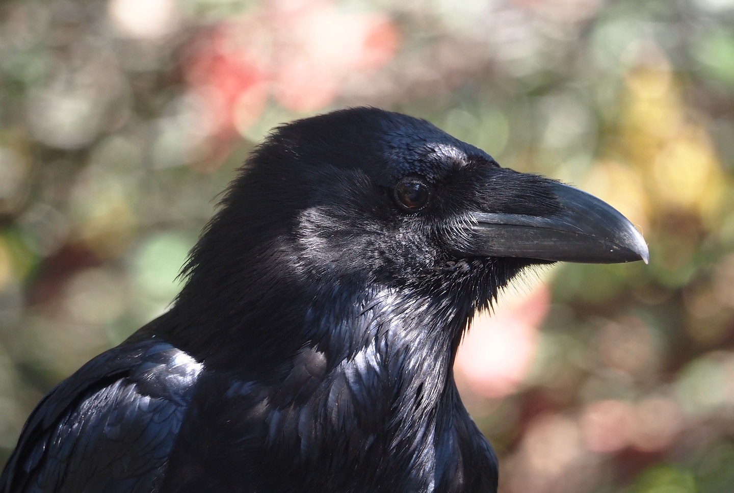 Common raven (Corvus corax corax), 2025-04-12