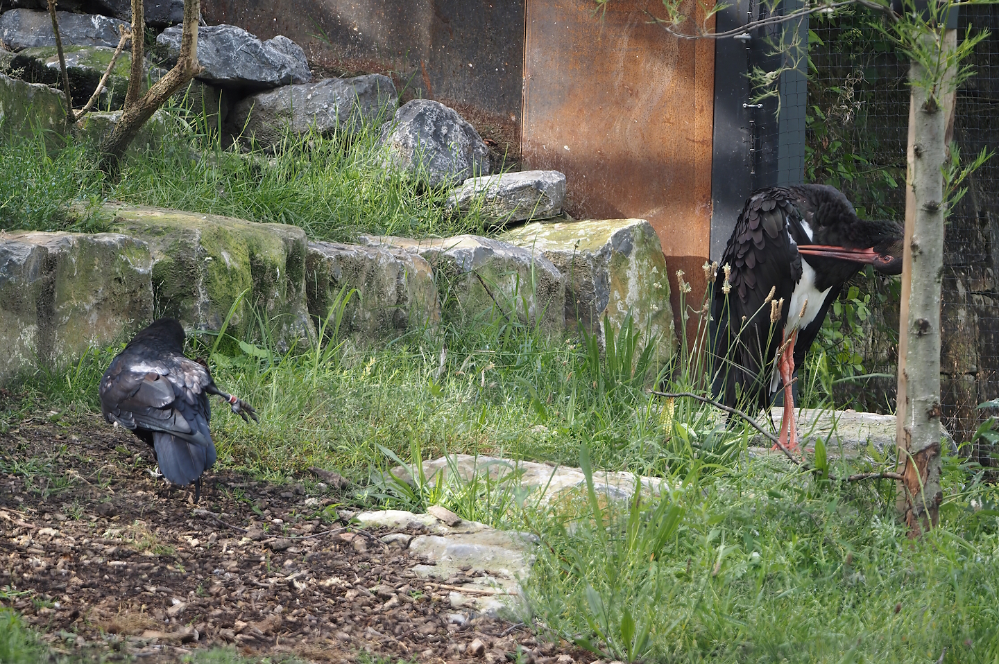 Common raven (Corvus corax corax) and Black stork (Ciconia nigra), 2024-08-21