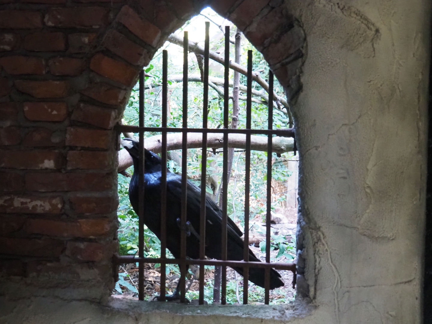 Common raven (Corvus corax corax) by viewing bars (Sep 2nd, 2018)