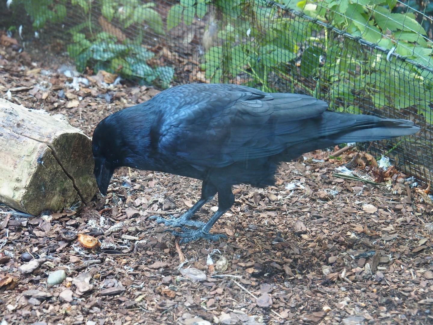 Common raven (Corvus corax corax), Sep 2nd, 2018