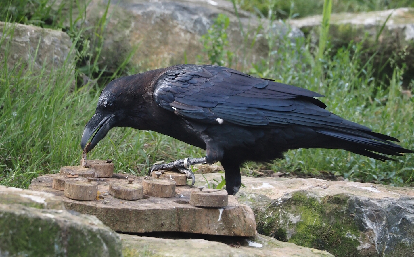 Common raven (Corvus corax corax) with enrichent, 2024-08-21