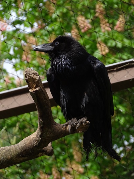 Common raven (Corvus corax corax)