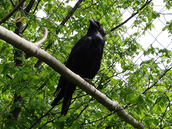 Common raven(Corvus corax corax)