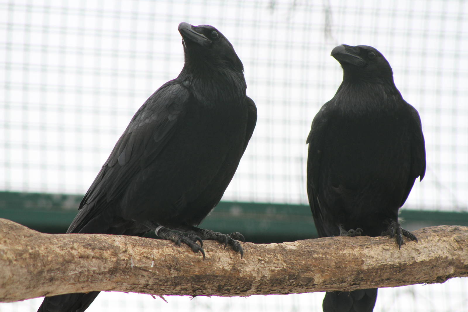 Common Raven (Corvus corax)