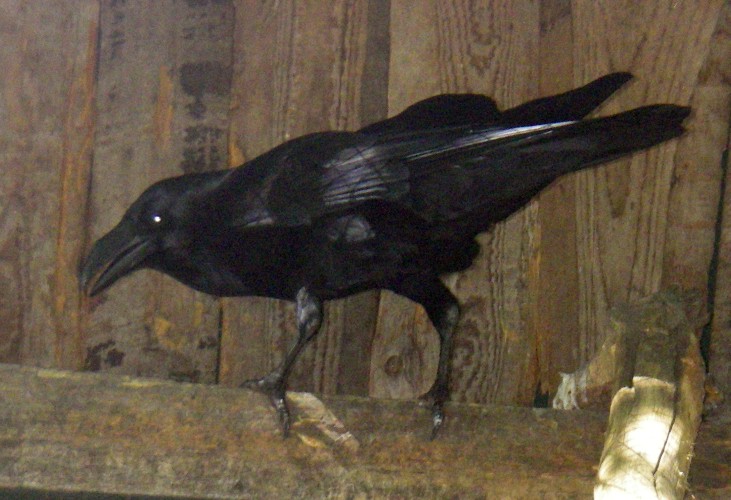 Common Raven (Corvus corax)