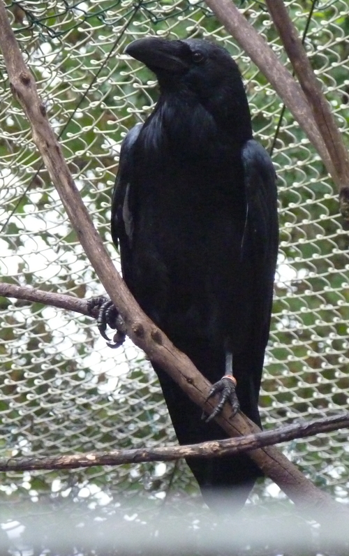 Common raven (Corvus corax)