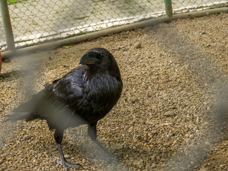 Common raven (Corvus corax)