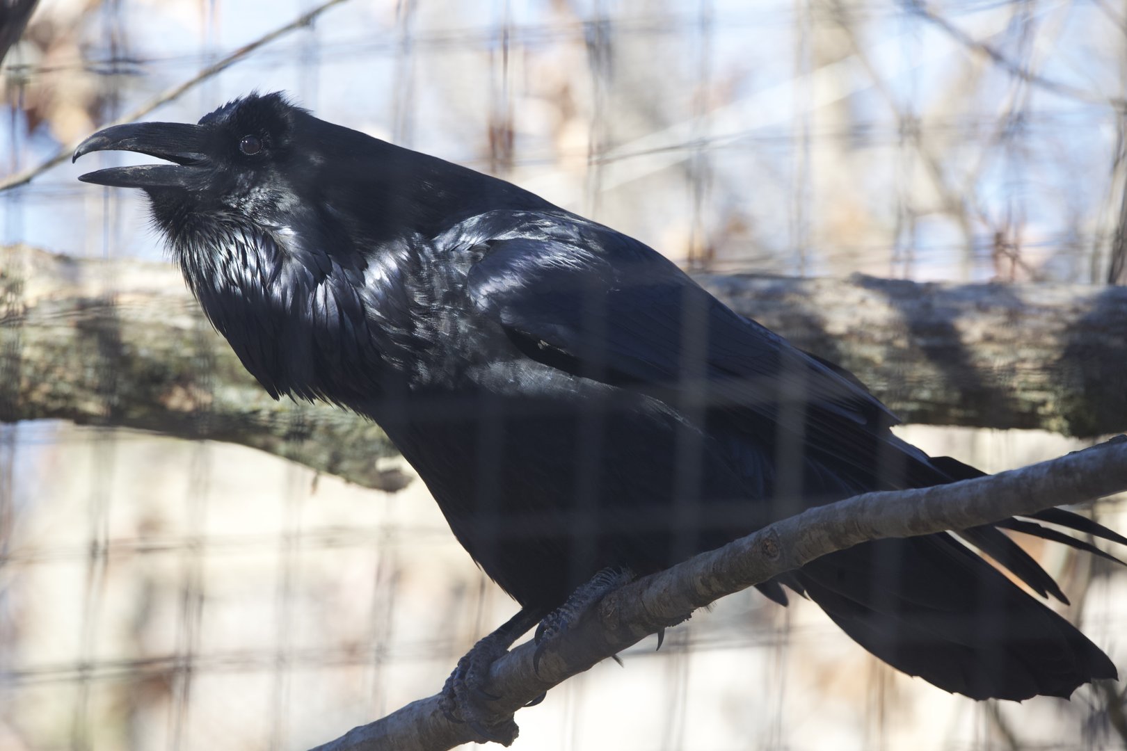Common Raven/ Corvus corax
