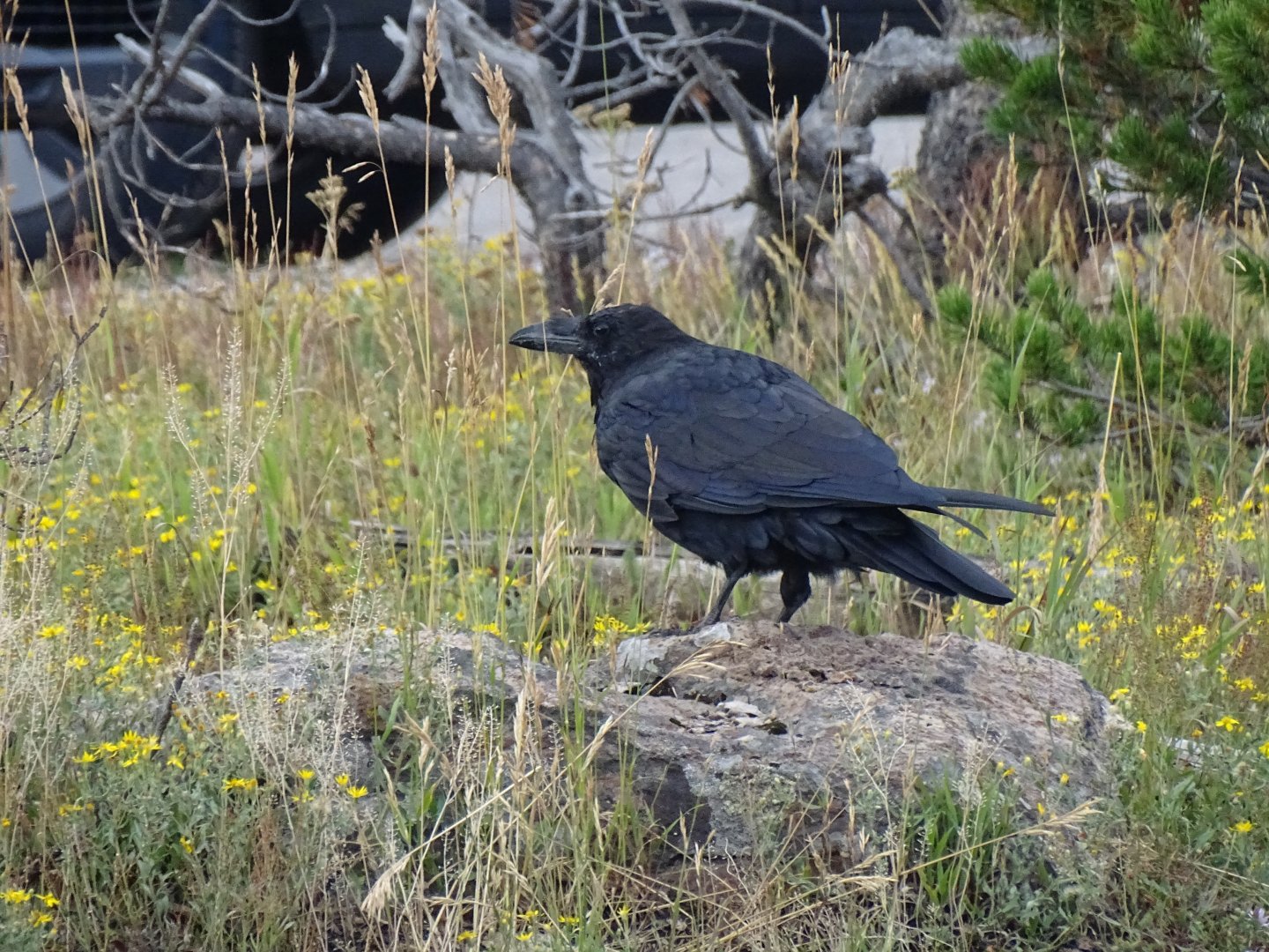 Common raven (Corvus corax)