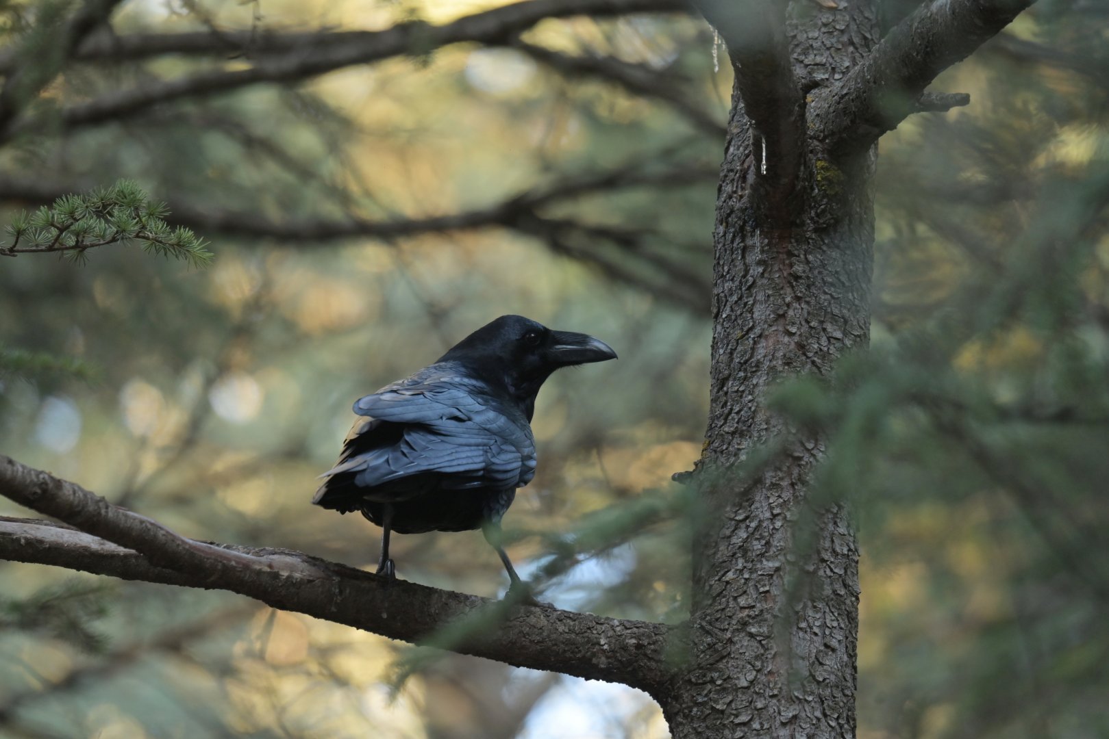 Common Raven Corvus corax