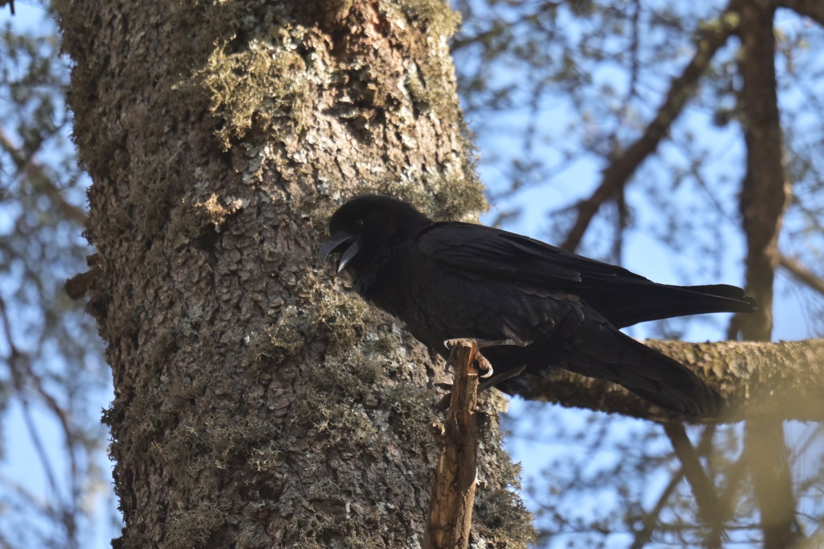Common Raven Corvus corax