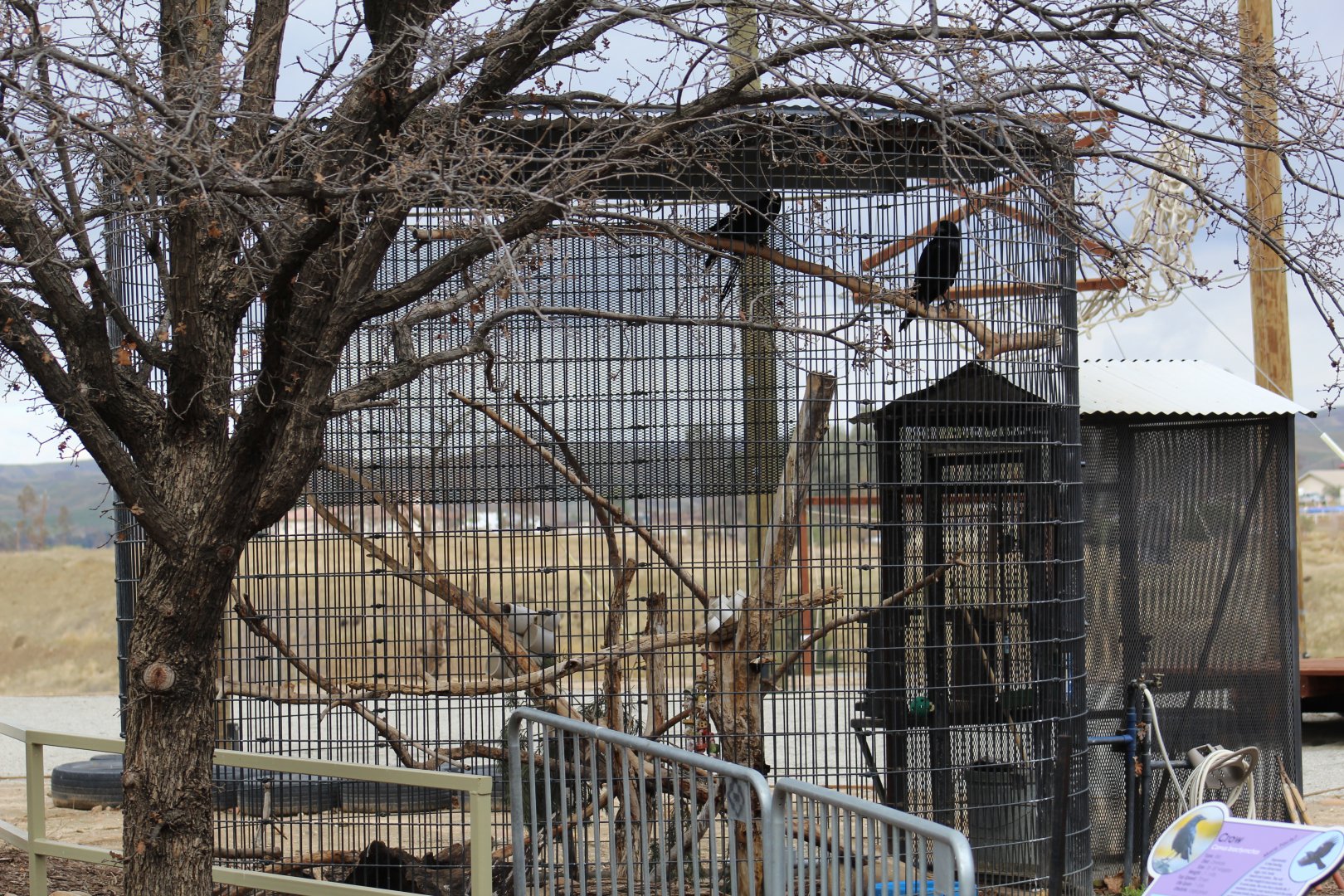 Common Raven Enclosure