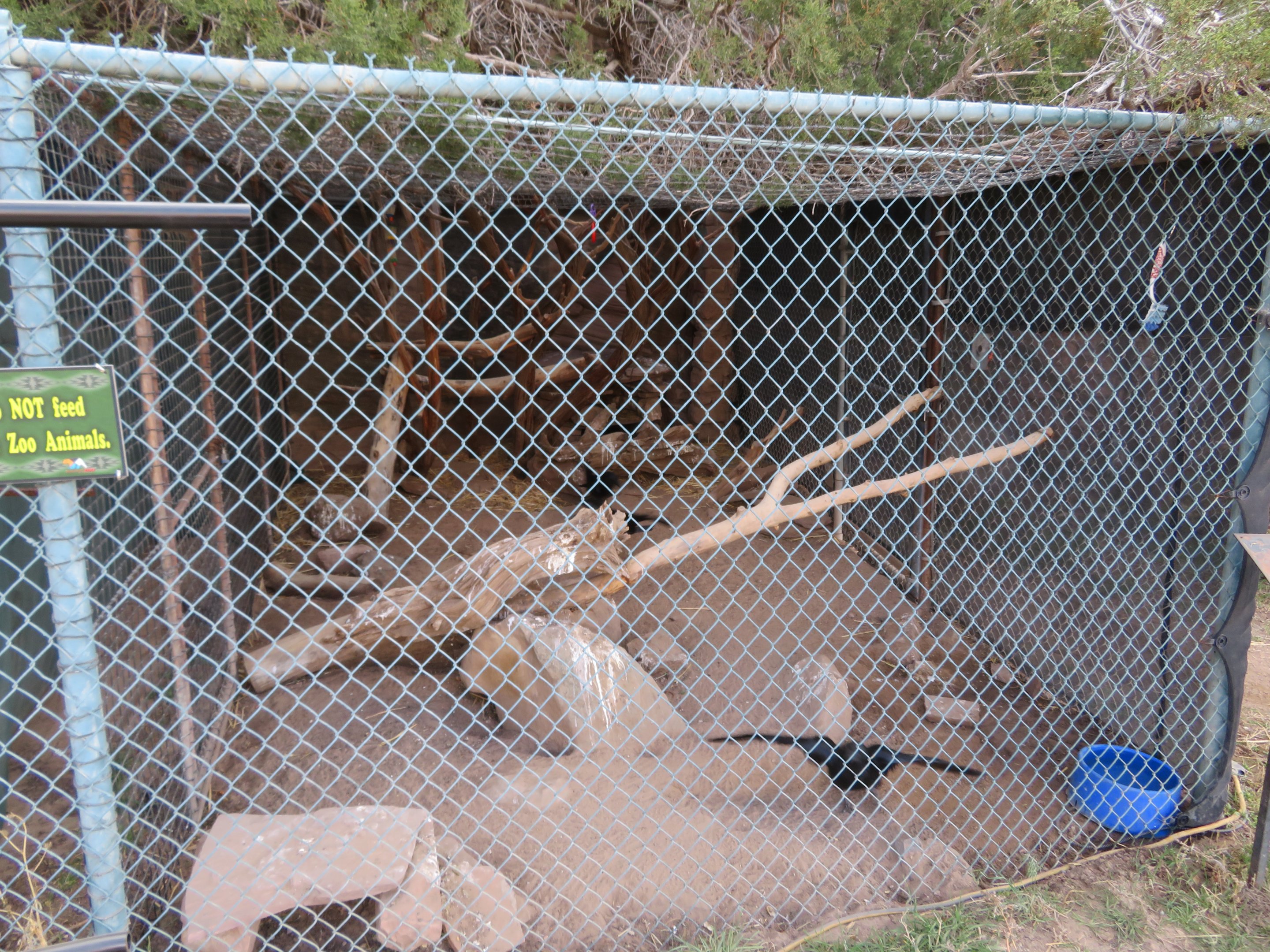 Common Raven Enclosure