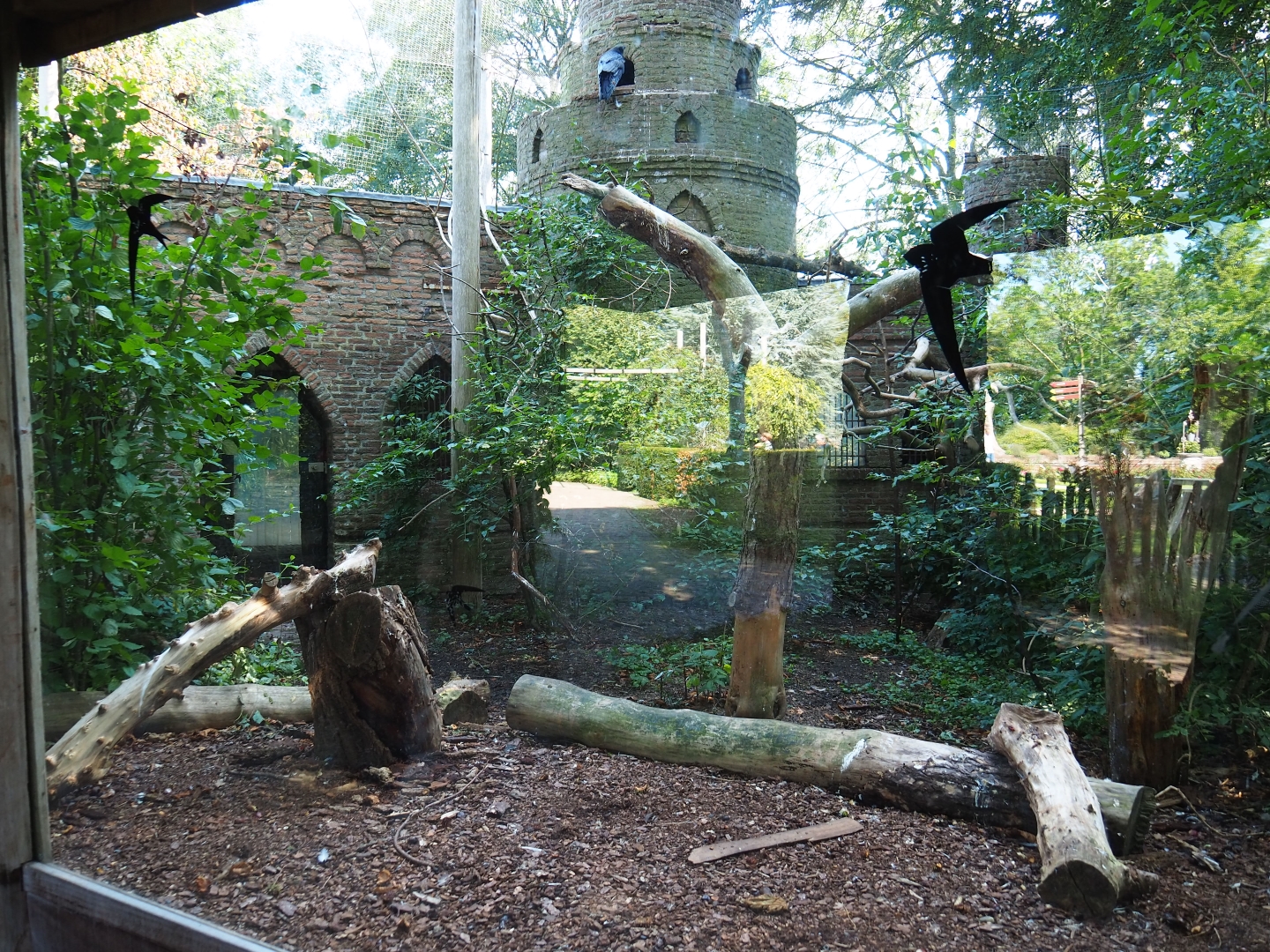 Common raven - Eurasian eagle-owl aviary (Sep 2nd, 2018)