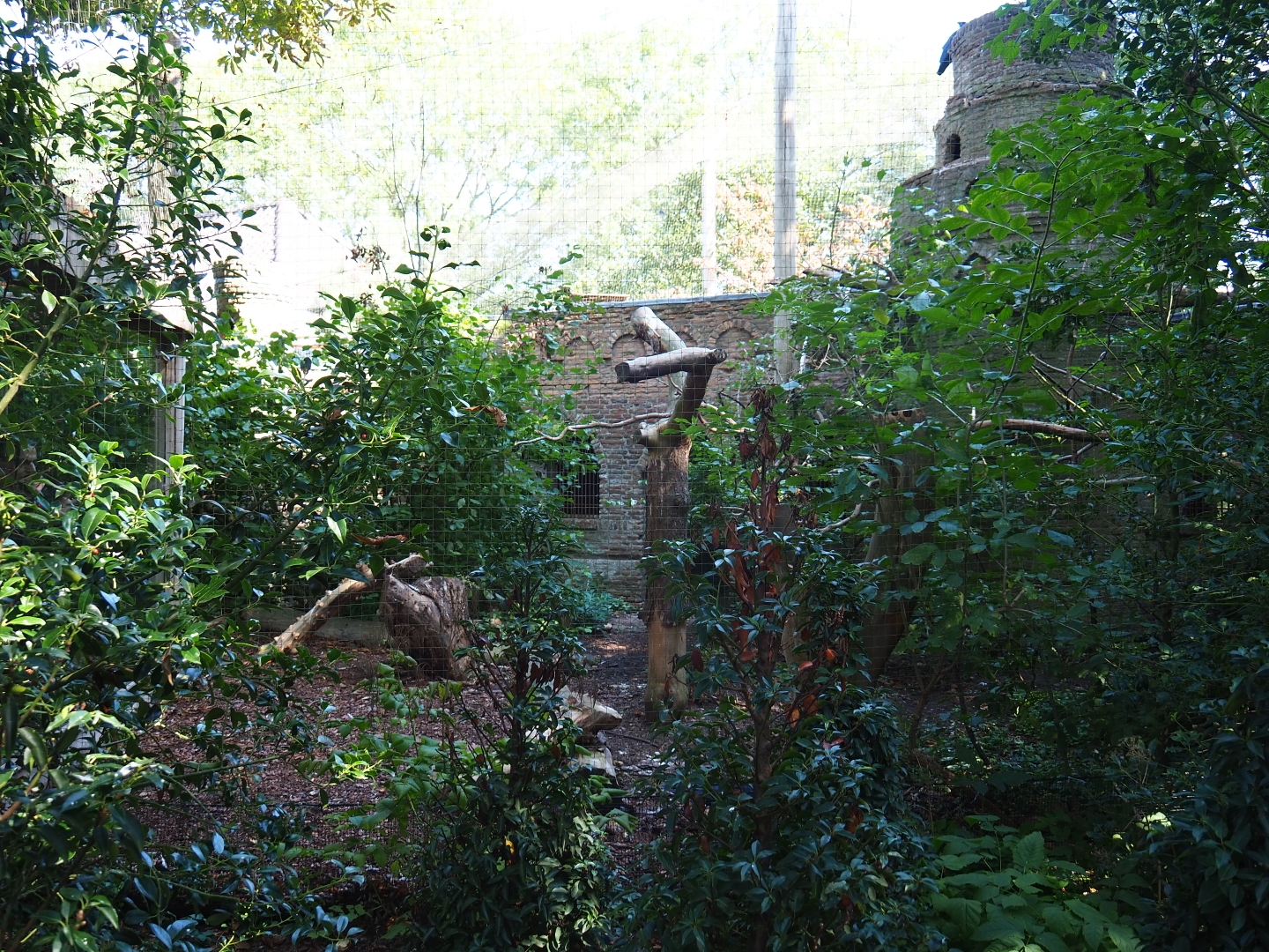 Common raven - Eurasian eagle-owl aviary (Sep 2nd, 2018)