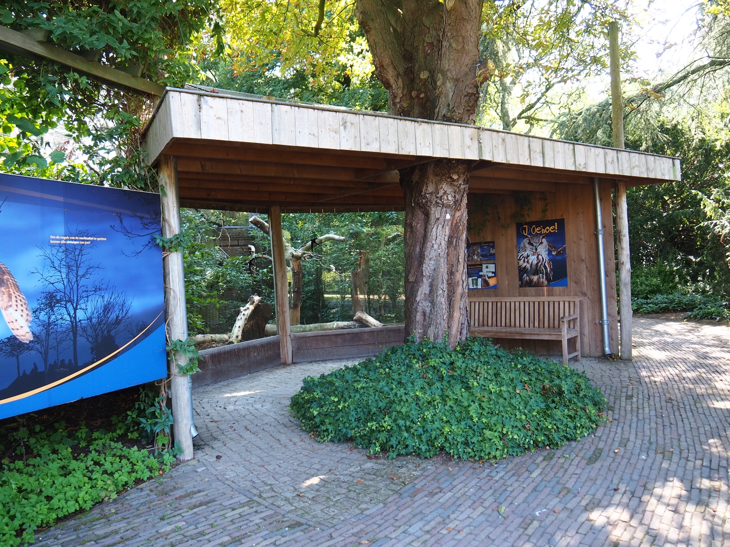 Common raven - Eurasian eagle-owl aviary viewing area (Sep 2nd, 2018)