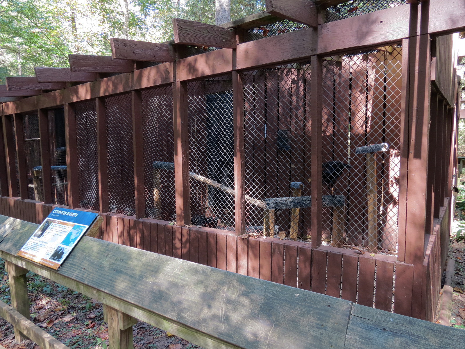 Common Raven Exhibit 2