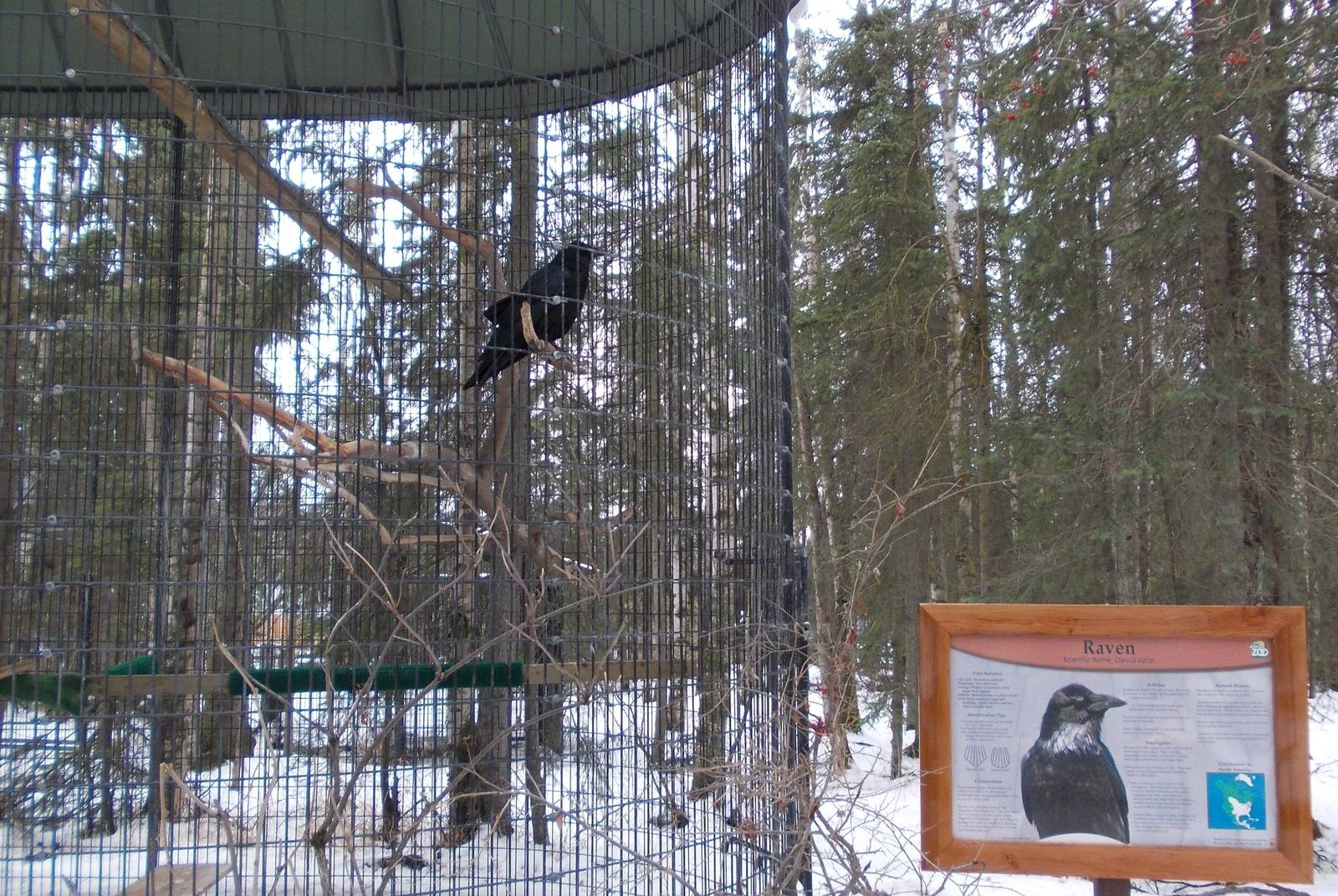 Common Raven Exhibit