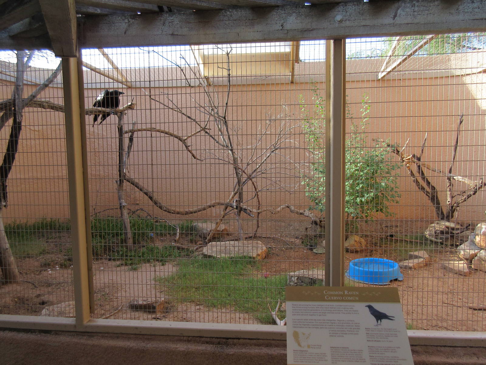 Common Raven Exhibit