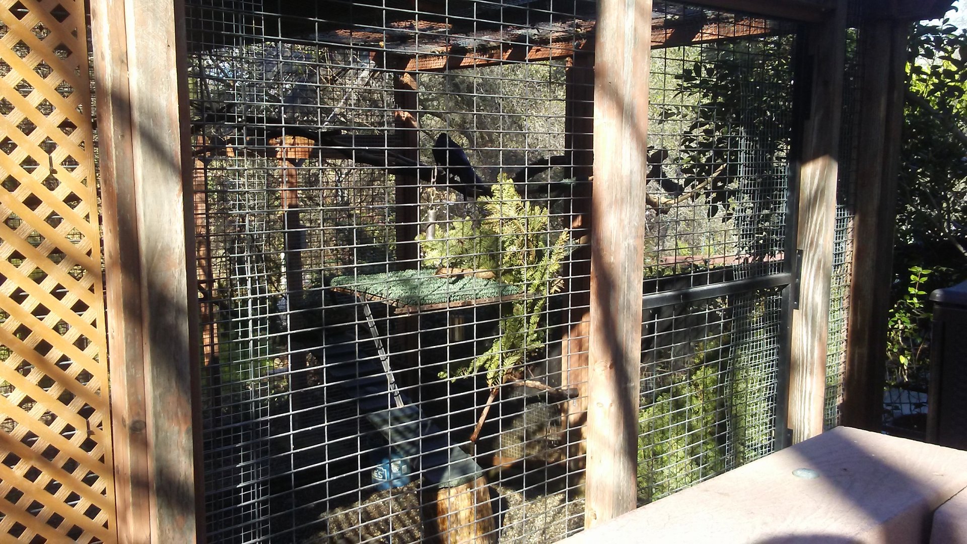 Common raven exhibit