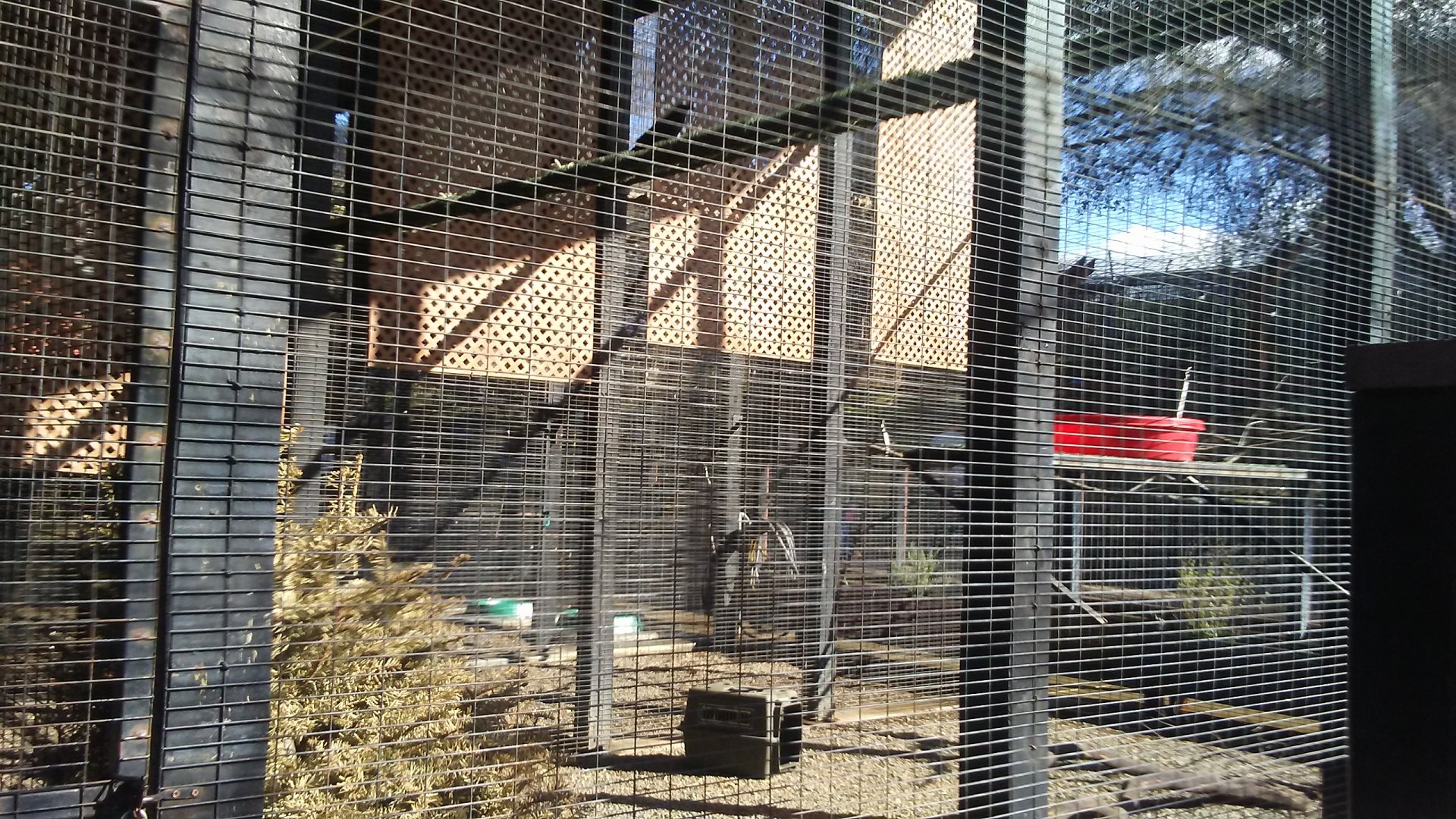 Common raven exhibit