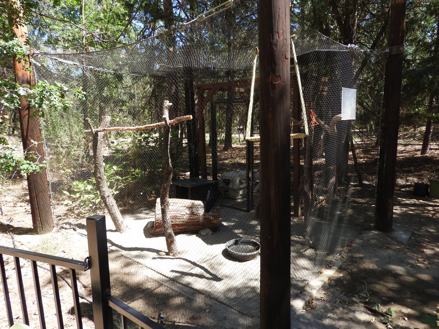 Common Raven Exhibit