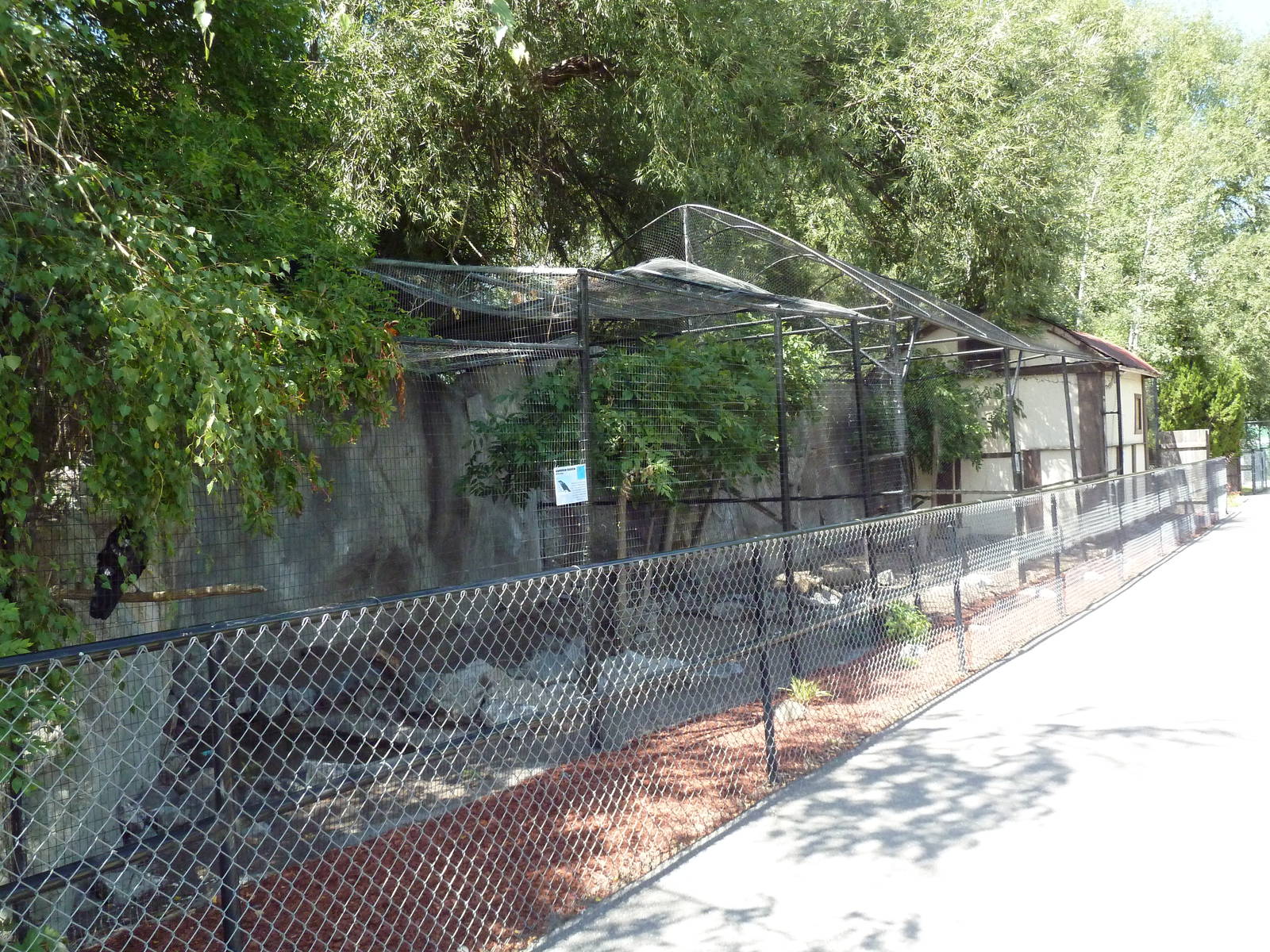 Common Raven + Golden Eagle Exhibits