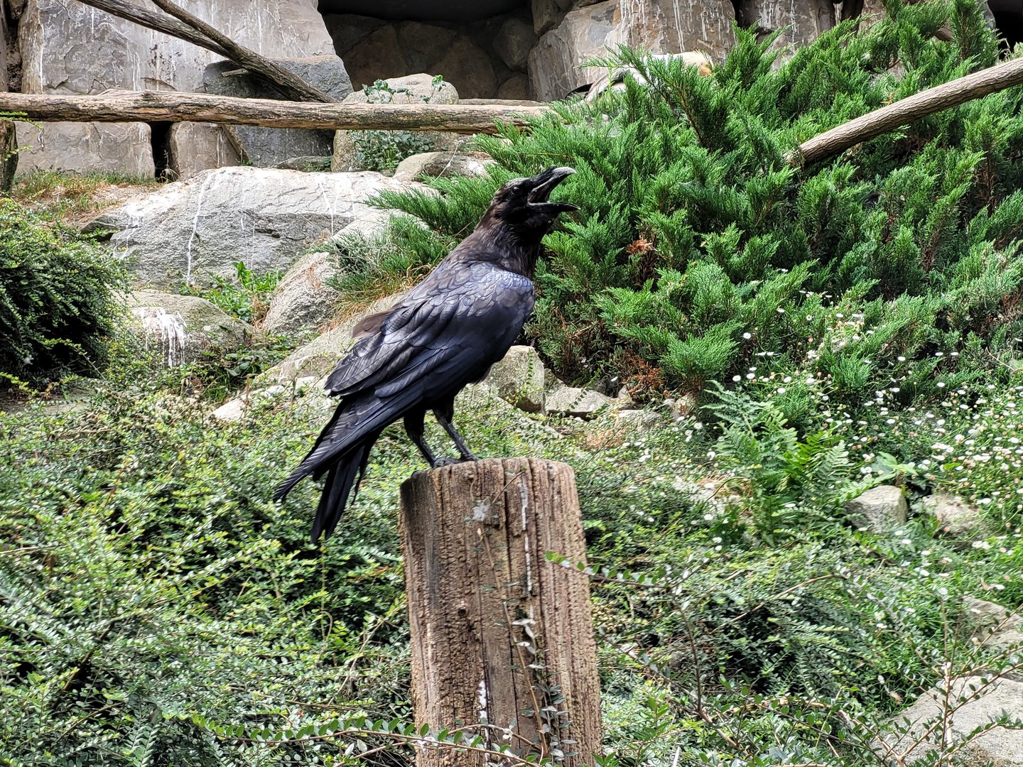 Common raven -Parc Animalier des Pyrénées (2023)