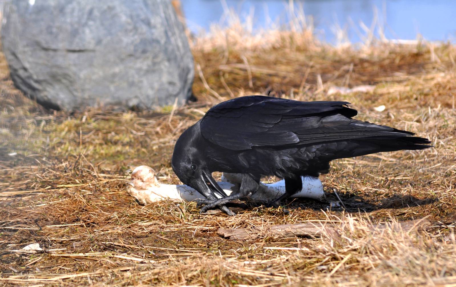 Common Raven scavenging in Brown Bear Exhibit.