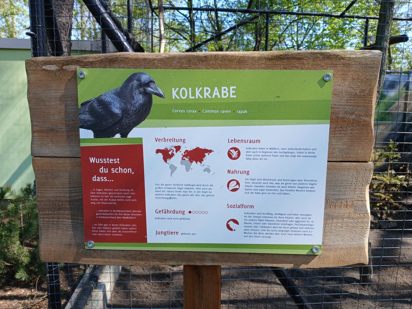 Common raven signage