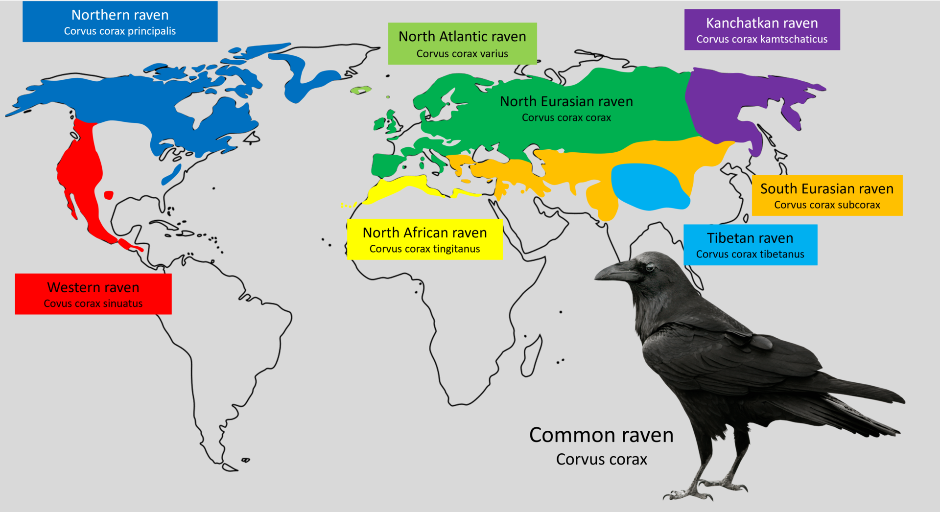 Common raven subspecies distribution map