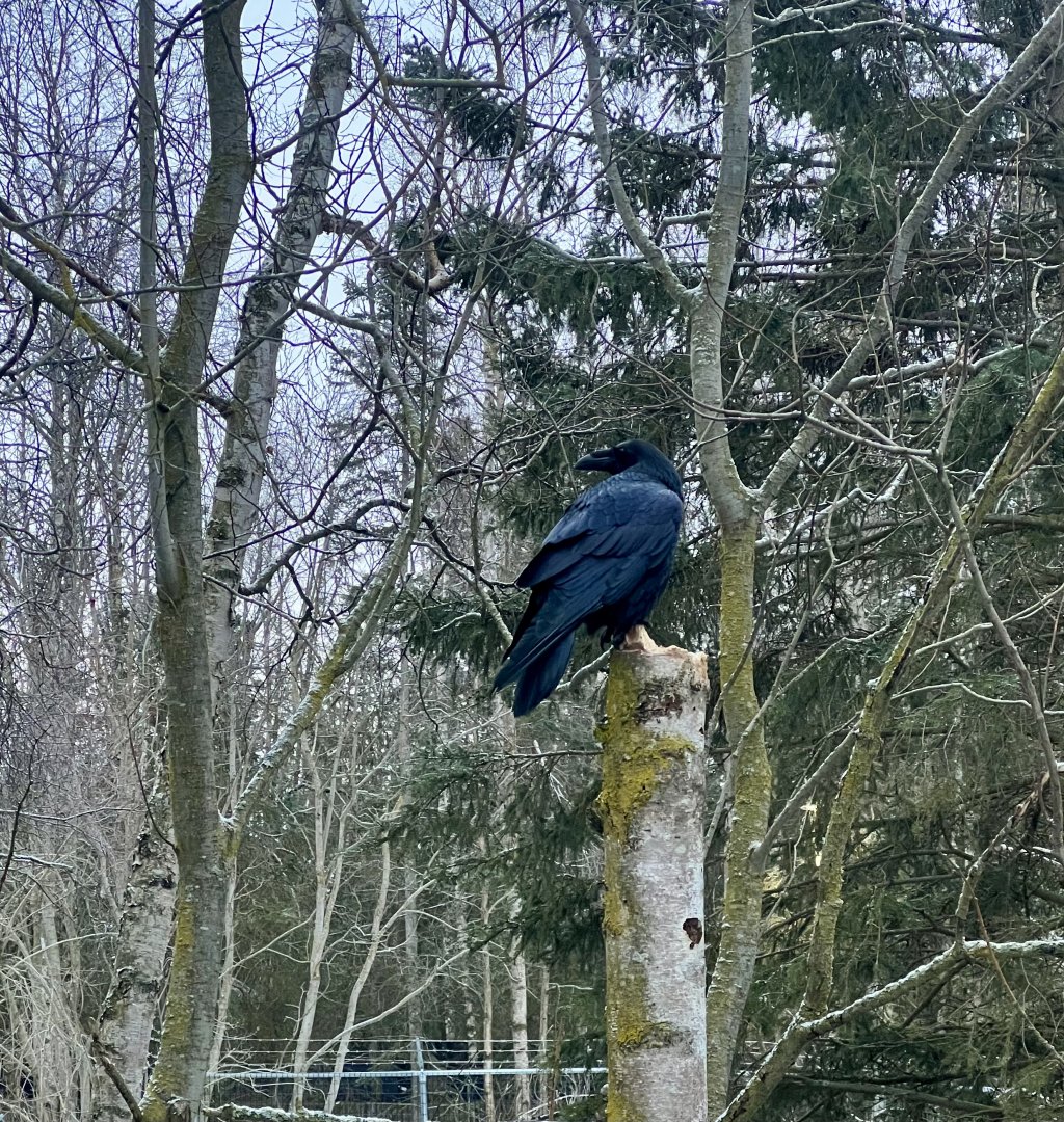 Common Raven (Wild) at Tiger Exhibit