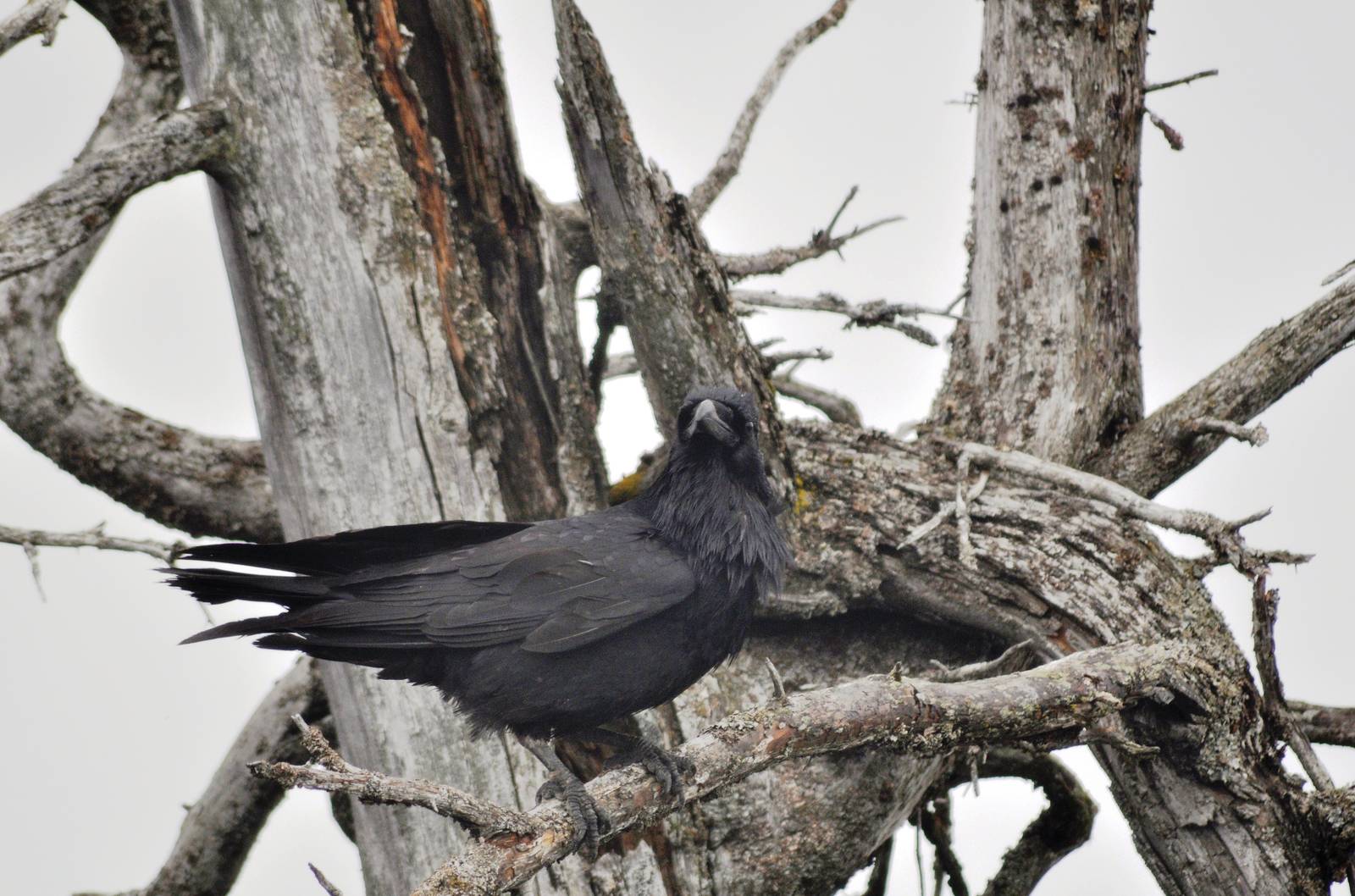 Common Raven (wild) overlooking Brown Bear Exhibit