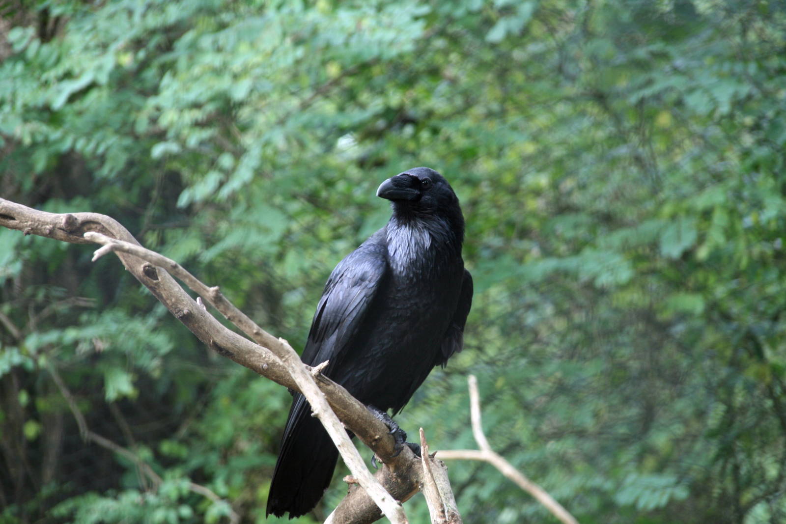 Common Raven