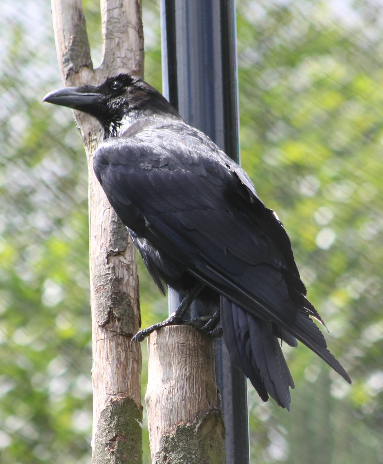 Common raven