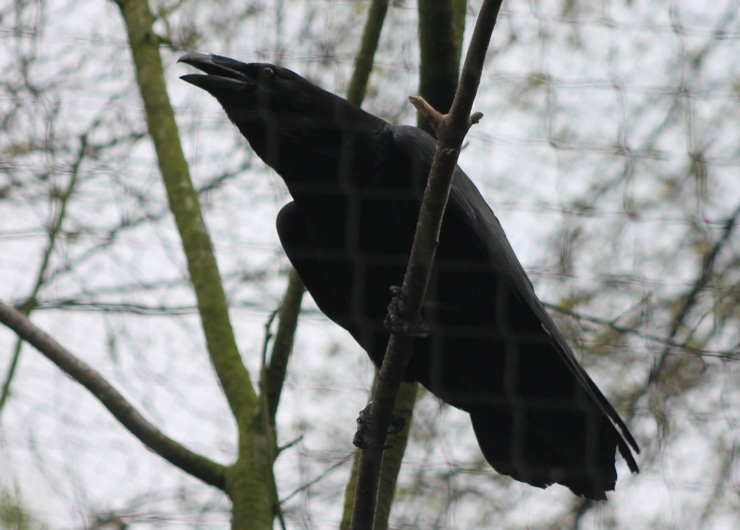 Common raven