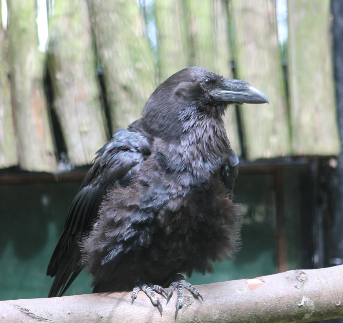 Common raven