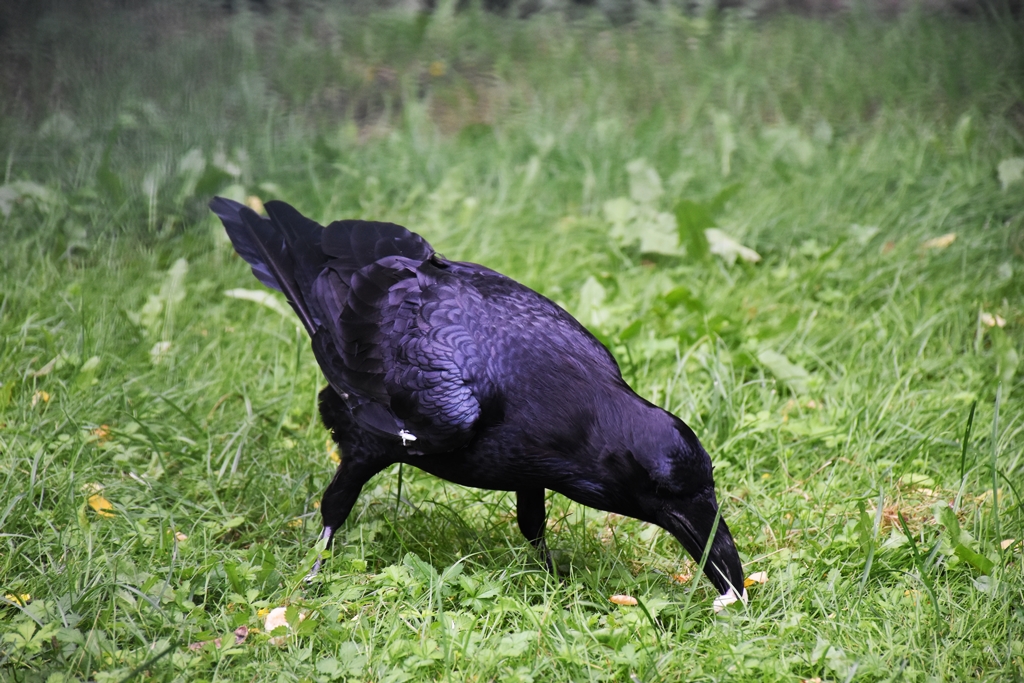 Common raven