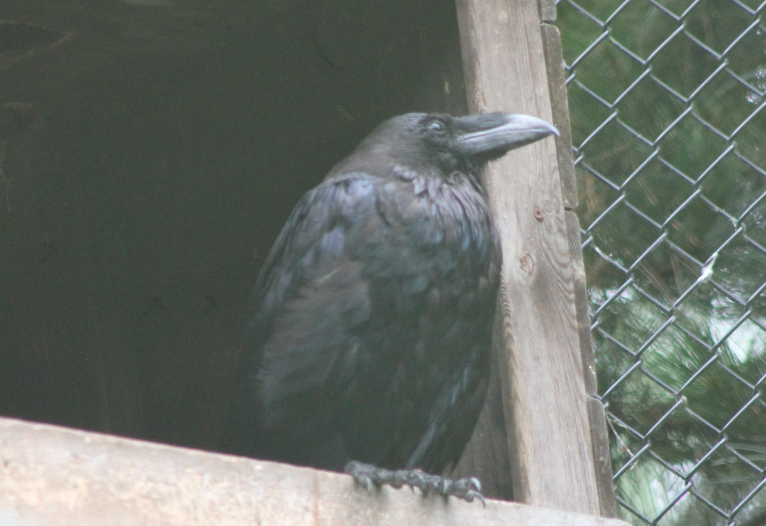 Common raven