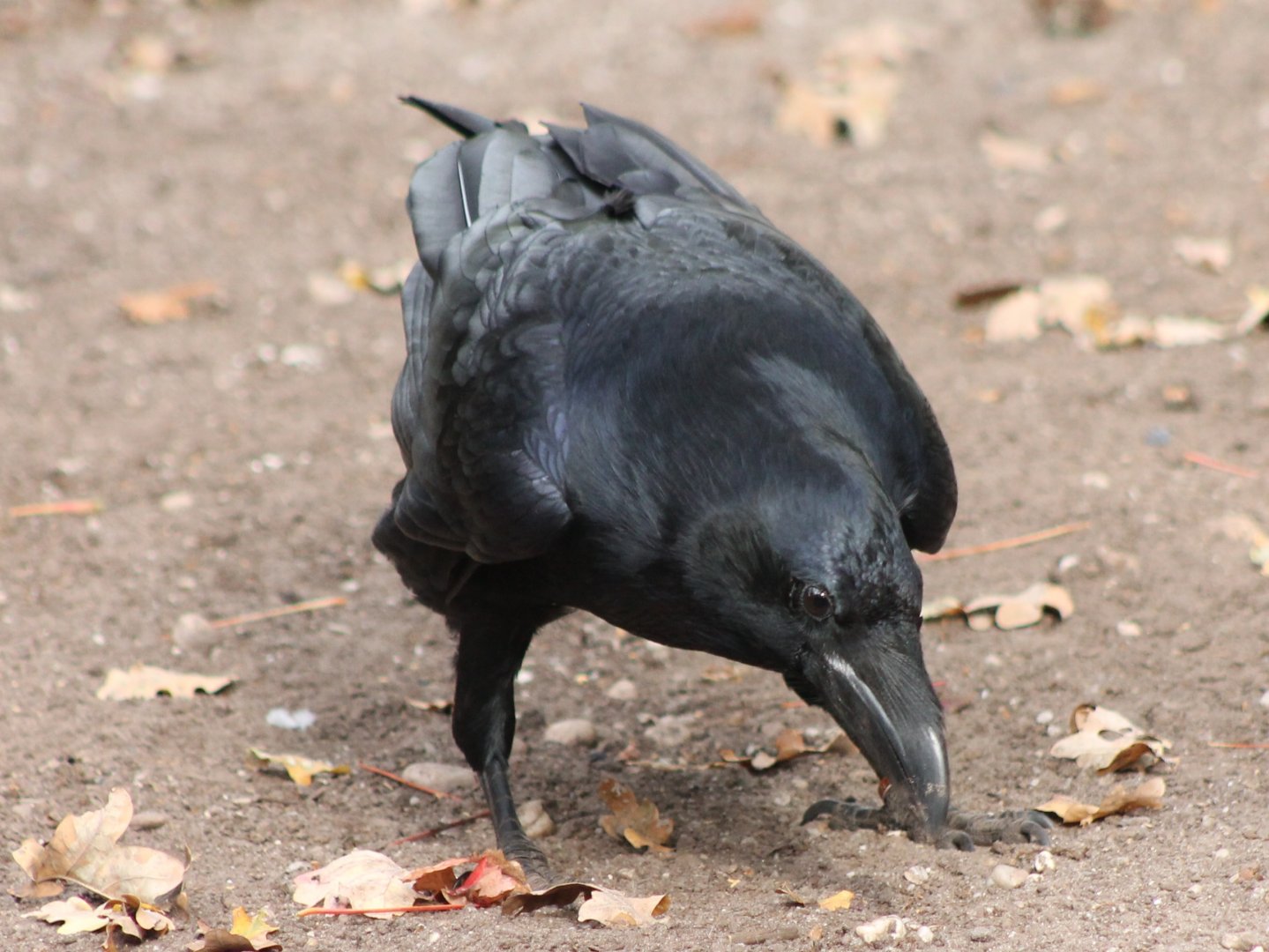 Common raven