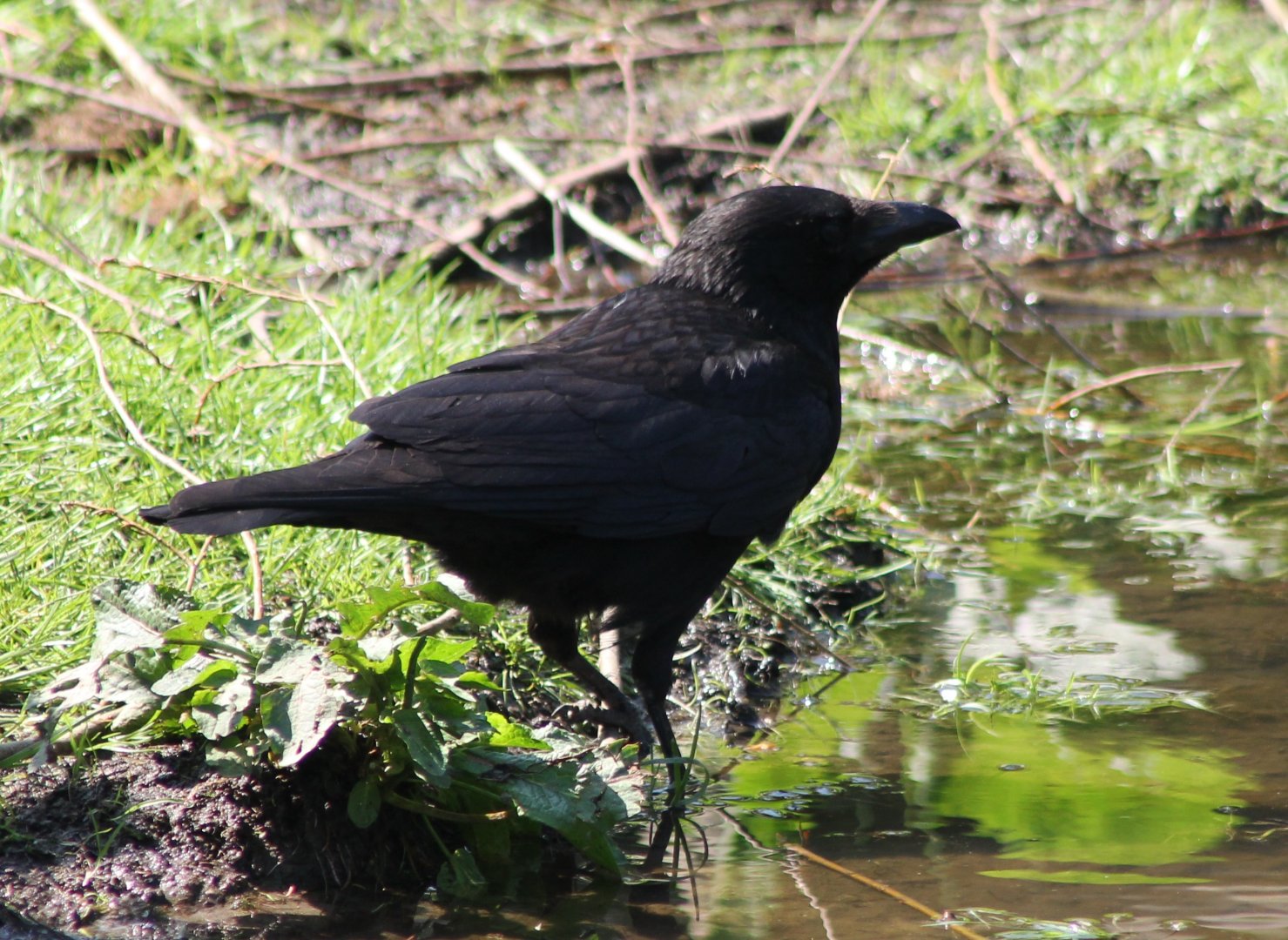 Common raven